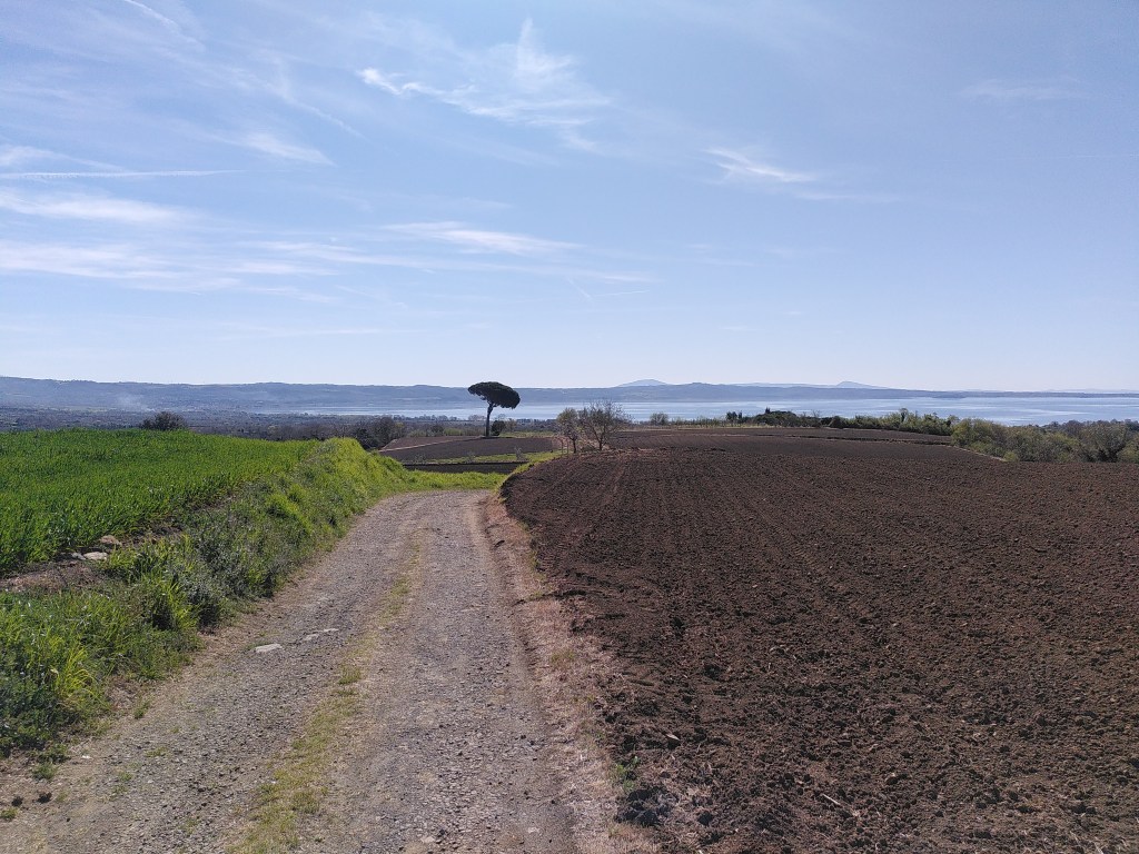 Una stradina di campagna passa in mezzo a due campi, uno verde a sinistra e uno arato e quindi completamente marrone a destra. La strada e i campi digradano verso il basso. In fondo, più o meno al centro dell'immagine, c'è un grande pino con la chioma che pende a destra. Oltre il grande pino si vedono il lago e le colline. Il cielo è leggermente striato da nuvole.
